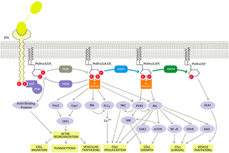 In the PI3K pathway, the key messenger molecule is phosphatidylinositiol-3,4,5-trisphosphate, or PIP3, which initiates the signaling pathway. In cells derived from bone marrow tissues (e.g. predominantly immune cells), the key enzymes that control levels of PIP3 are the PI3 kinase (PI3K), and the phosphatases, PTEN and SHIP1 (SH2-containing inositol-5’-phosphatase 1). PI3K generates PIP3, thus initiating the signaling pathway. This signaling is reduced by degradation of PIP3 by PTEN and SHIP1. PTEN is generally considered to be constantly working in the pathway, whereas SHIP1 is dormant until the cell is stimulated. In preclinical models, PTEN has been shown to suppress cancer by controlling cell proliferation, whereas SHIP1, when functioning, has been demonstrated to control inflammation by reducing cell migration and activation.